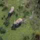 Savanna elephants in Virunga National Park.